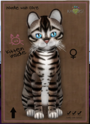 Toyger - Tawny Female