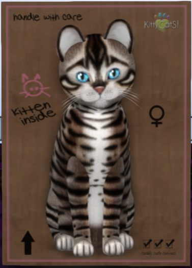 Toyger - Tawny Female