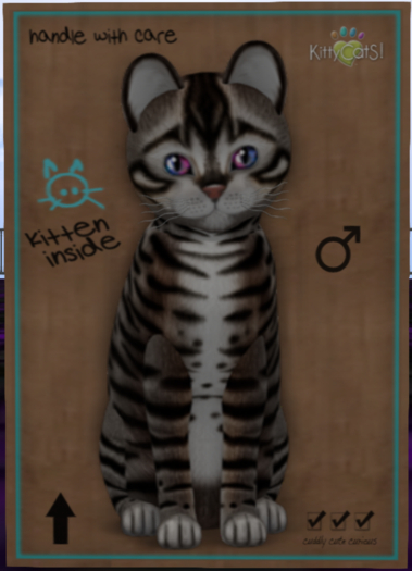 Toyger - Tawny Male