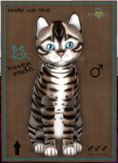 Toyger - Tawny Male