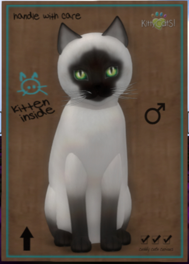 Siamese - Chocolate Male