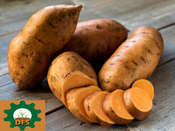 DFS  SWEET POTATO BASKET X5