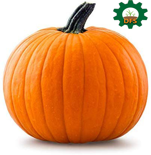 DFS PUMPKIN X5