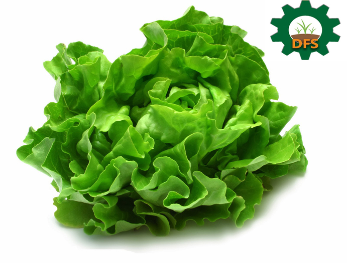 DFS LETTUCE x5