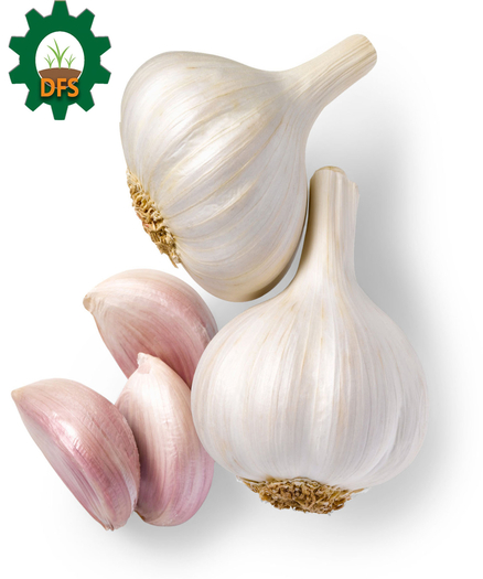 DFS HERB - GARLIC X5