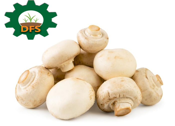 DFS Mushroom Basket  