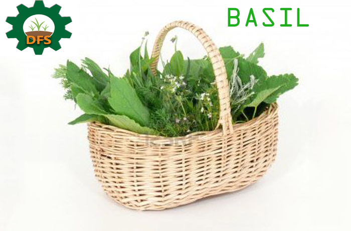 DFS HERB BASIL BASKET X5