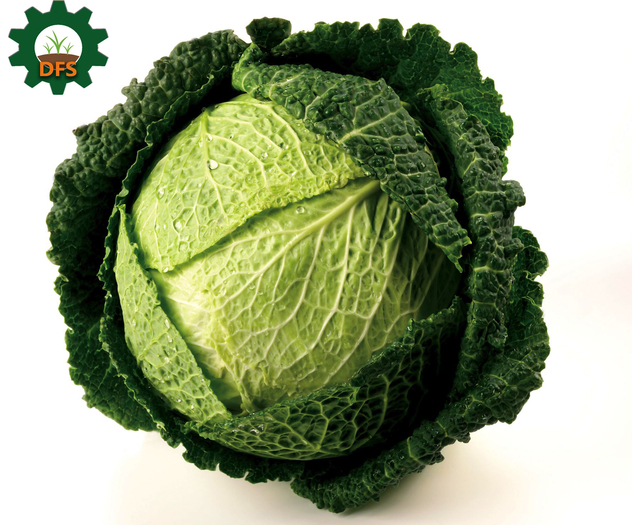 DFS CABBAGE X5