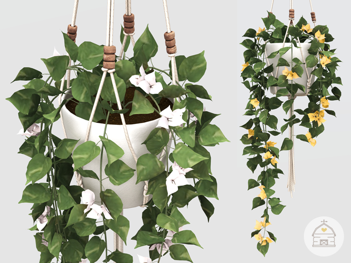 hive // hanging bougainvillea plant . set 2