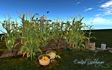 Farm- Cornfield w/crows REZBOX