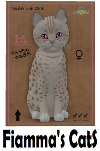KittyCatS Box - Ocicat - Lavender