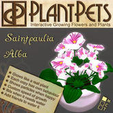 PlantPet Seed [Saintpaulia *Alba*]