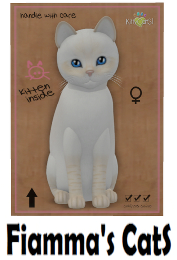 KittyCatS Box - Balinese - Cream Lynx