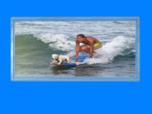 Surfing-5-Dog Surfing