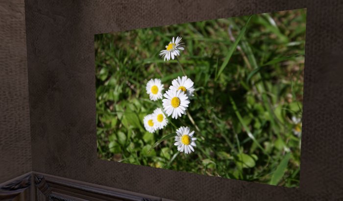 Birds-Eye Daisies