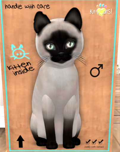 KittyCatS Box - New Born Kitten