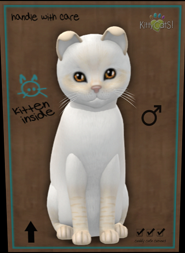 KittyCatS Box - New Born Kitten