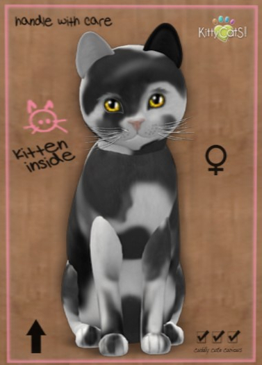 KittyCatS Box - New Born Kitten