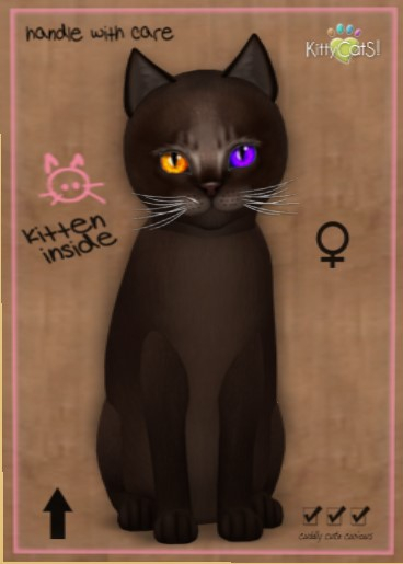 KittyCatS Box - New Born Kitten