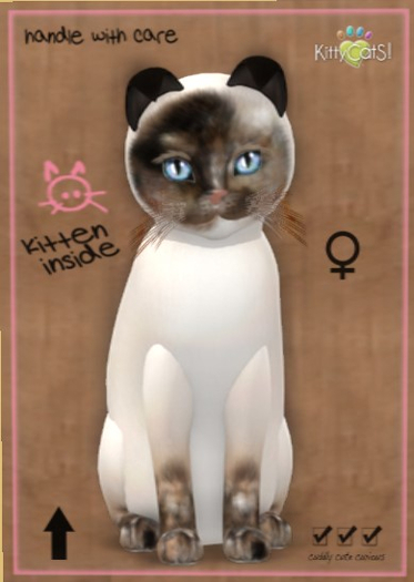 KittyCatS Box - New Born Kitten