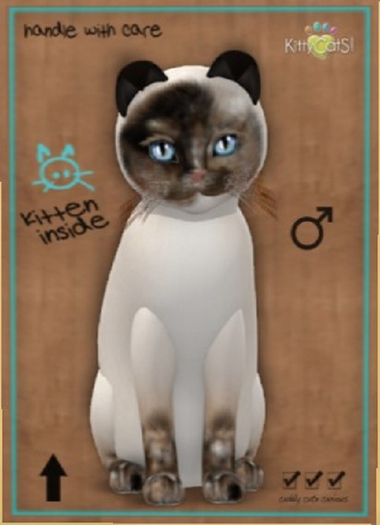 KittyCatS Box - New Born Kitten