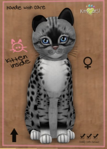 KittyCatS Box - New Born Kitten