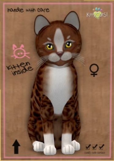 KittyCatS Box - New Born Kitten