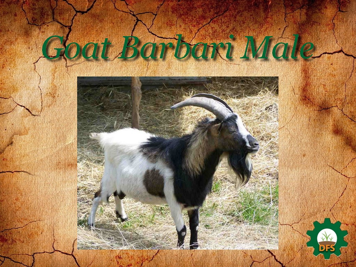 DFS Texture Goat Barbari Male
