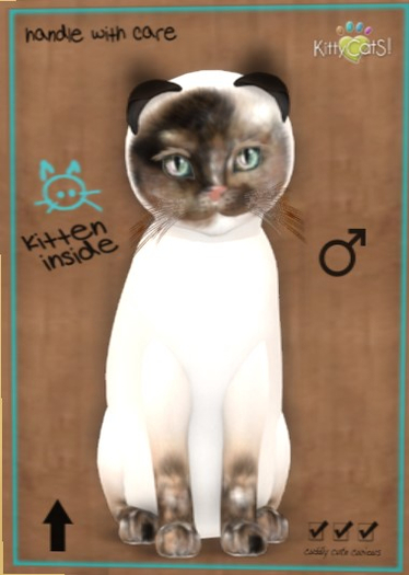 KittyCatS Box - New Born Kitten