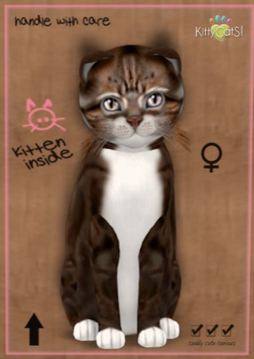 KittyCatS Box - New Born Kitten