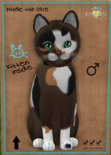 KittyCatS Box - New Born Kitten