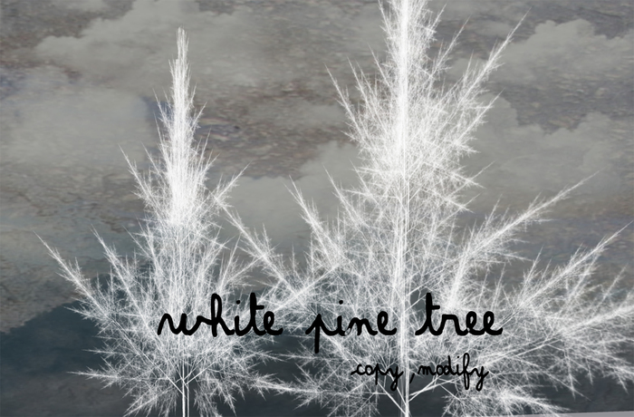 Boudoir White pine tree