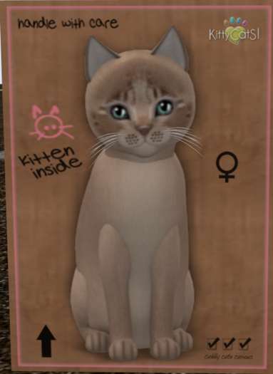 KittyCatS Box - New Born Kitten 3