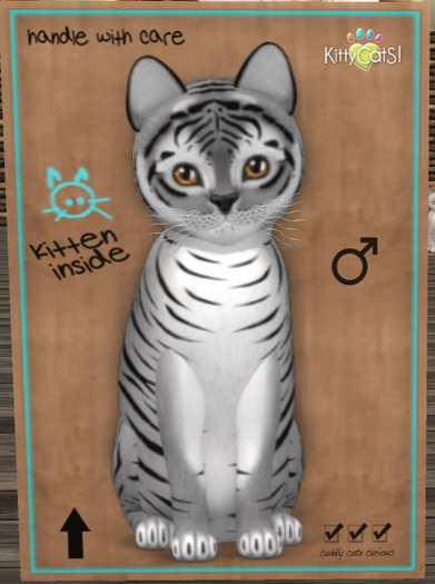 KittyCatS Box - New Born Kitten