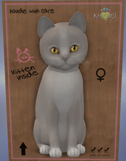 KittyCatS Box - New Born Kitten