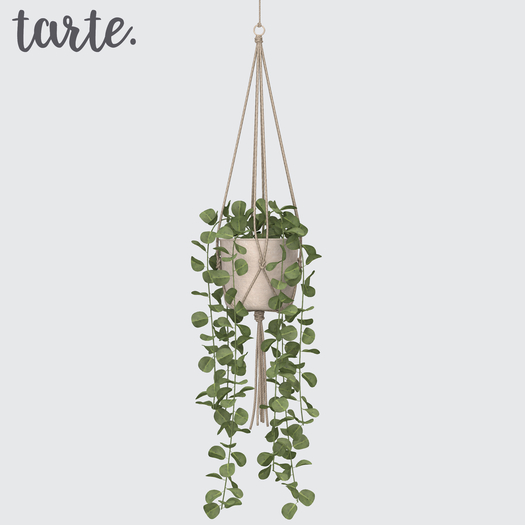 tarte. hanging trailing jade plant