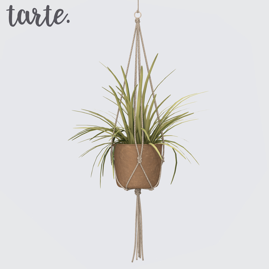 tarte. hanging spider plant