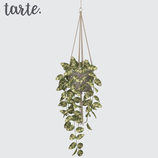 tarte. hanging marble pothos plant