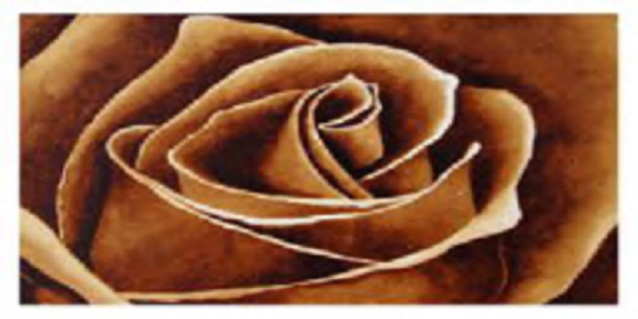 1 Texture. Coffee Rose