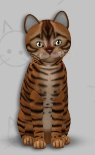 KittyCatS Box - Toyger Caramel/6T/Male/Galaxy Star