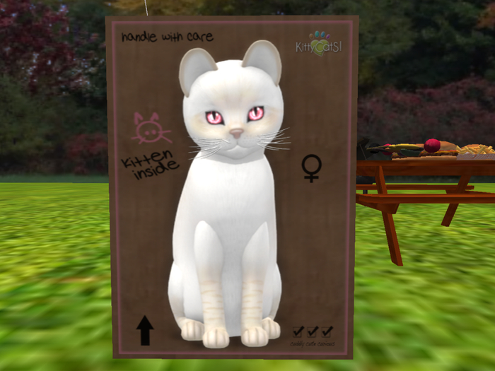 KittyCatS Balinese - Cream Lynx Female Normal Size 9T 