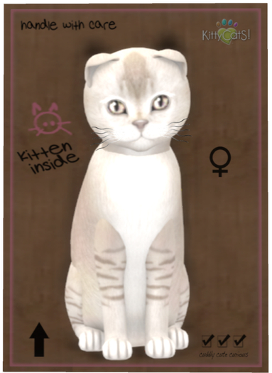 KittyCatS Box - Burmilla - Lilac Shaded