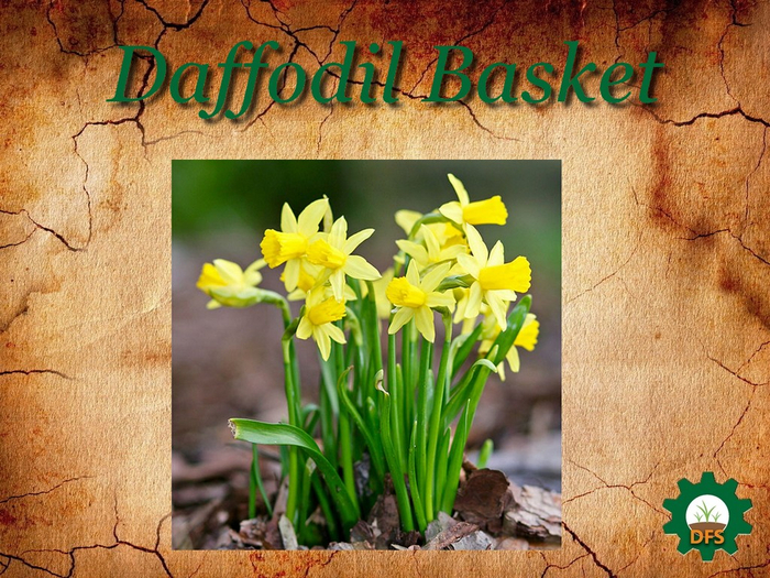 DFS Texture Daffodil Basket