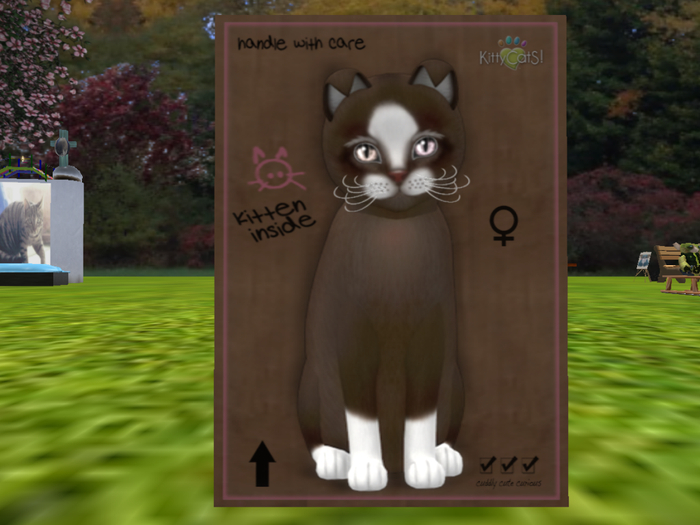 Chateau Cat - Coffee & Cream No. 1 Female 7 T