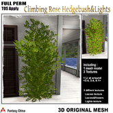 FC- FP Mesh Climbing Rose Hedgebush&Lights 