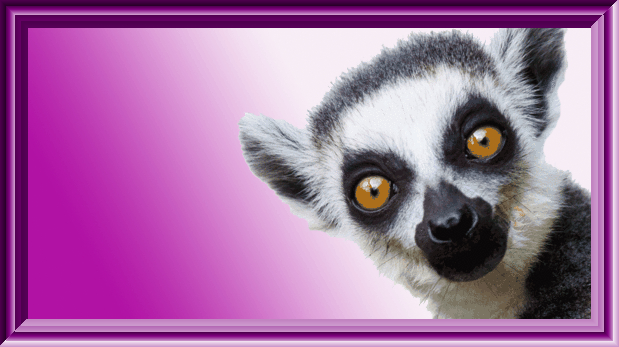 ZOOBY LEMUR DEN - Sin