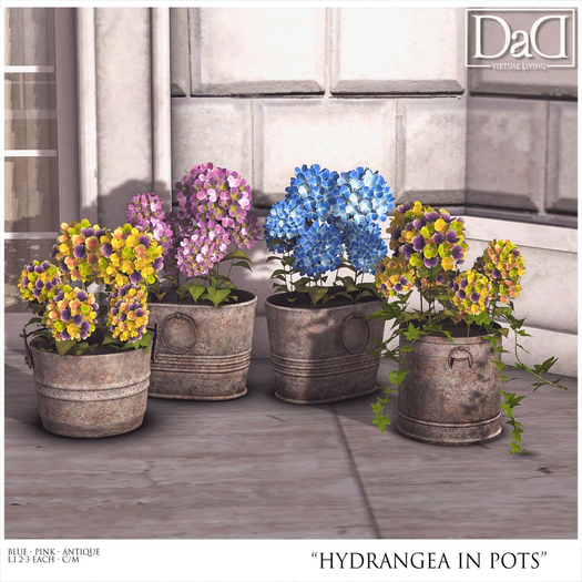 Hydrangea in Pots FATPACK