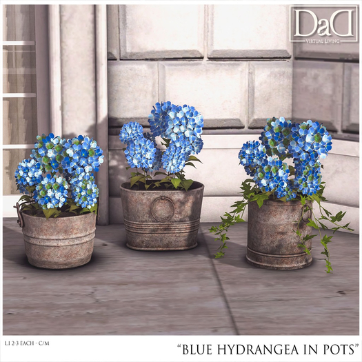 Blue Hydrangea in Pots