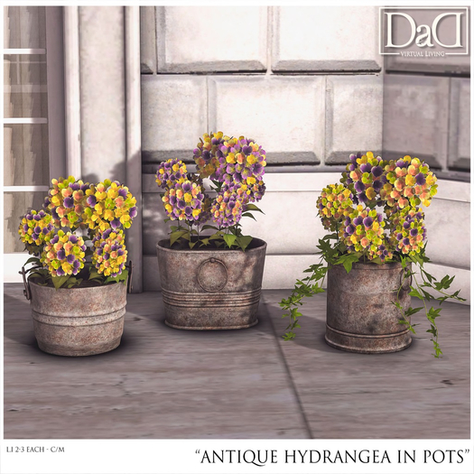 Antique Hydrangea in Pots