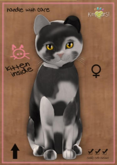 KittyCatS Box - New Born Kitten